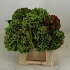 Hydrangea Royal Palace Classic 40cm 14-16cm Hd