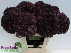 Hydrangea Rubyred 60cm 17-19cm Hd