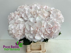 Hydrangea Sweet Verena 60cm 15-17cm Hd