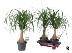 Beaucarnea Recurvata 17Ø 55cm