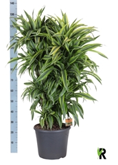 Dracaena Lemon Lime 35Ø 130cm