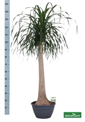 Beaucarnea Recurvata 30Ø 150cm