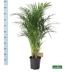 Dypsis Lutescens 21Ø 110cm