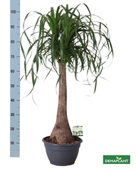 Beaucarnea Recurvata 26Ø 105cm