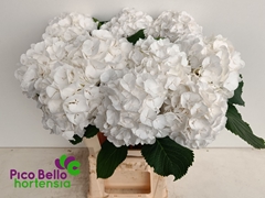 Hydrangea White Verena 60cm 15-17cm Hd