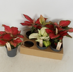 Aglaonema Mix 12Ø 30cm
