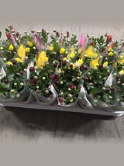 Chrysanth Mix 3 Colours 9Ø 23cm