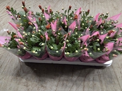 Chrysanth Mix 3 Colours 9Ø 23cm