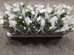 Chrysanth Mix 3 Colours 9Ø 23cm