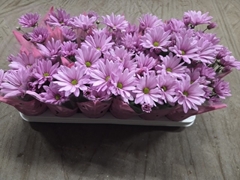 Chrysanth Mix 3 Colours 9Ø 23cm