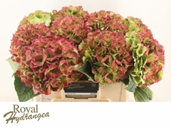 Hydrangea Verena Classic 50cm 19-21cm Hd