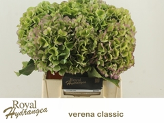 Hydrangea Verena Blue Classic 40cm 15-17cm Hd