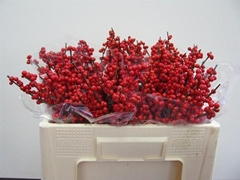 Ilex Verticillata 50cm