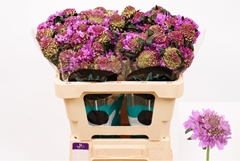 Scabiosa Bon Bon Scoop Ube 50cm
