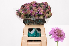 Scabiosa Bon Bon Scoop Ube 60cm