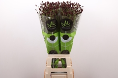 Sanguisorba Officinalis Black Dream Select 80cm