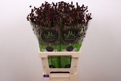 Sanguisorba Officinalis Black Dream Select 70cm