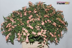 Euphorbia Fulgens Spray Pink Baron 80cm 15cm Hd