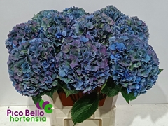 Hydrangea Royal Parade Classic 80cm 20-22cm Hd