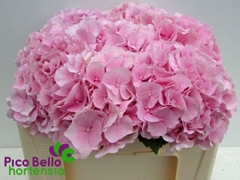 Hydrangea Verena 50cm 14-16cm Hd