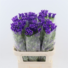 Campanula Champion Blue 70cm