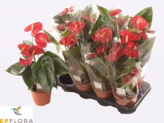 Anthurium Easy Red 14Ø 55cm