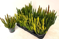 Calluna Skyline Mix 9Ø 20cm