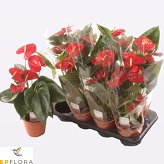 Anthurium Easy Red 14Ø 55cm