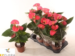 Anthurium Arisa Pink 14Ø 55cm