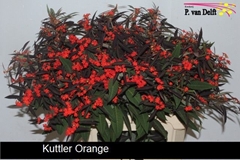 Euphorbia Fulgens Spray Kuttlers Orange 80cm 15cm Hd