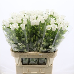 Campanula Champion White 70cm