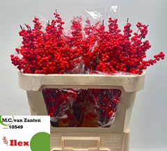Ilex Verticillata 70cm