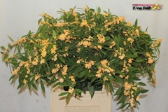 Euphorbia Fulgens Spray Cognac Baron 80cm 15cm Hd