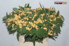 Euphorbia Fulgens Spray Cognac Baron 80cm 10cm Hd