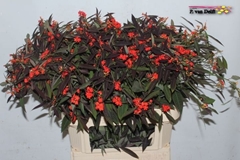 Euphorbia Fulgens Spray Kuttlers Orange 80cm 10cm Hd