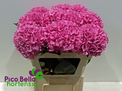 Hydrangea Royal Parade 80cm 19-21cm Hd