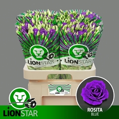 Eustoma Double Rosita Blue 70cm