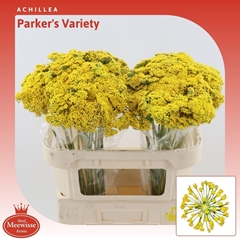 Achillea Filipendulina Parker's Variety 70cm