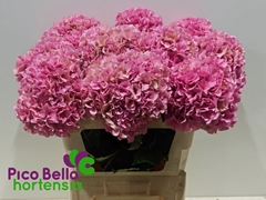 Hydrangea Royal Parade Classic 80cm 20-22cm Hd