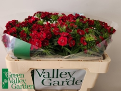 Dianthus Barb Sweet Will Red 50cm