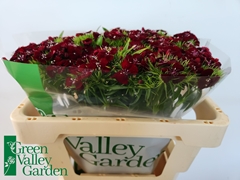 Dianthus Barb Sweet Will Black Cherry 50cm