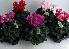 Cyclamen Midi Super Serie Macro 13Ø 30cm