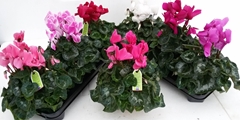 Cyclamen Super Serie Leopardo 13Ø 30cm