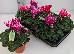 Cyclamen Midi Super Serie Macro 13Ø 30cm