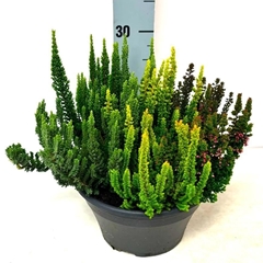 Calluna Vulgaris Skyline Skyfive Mix 23Ø 30cm