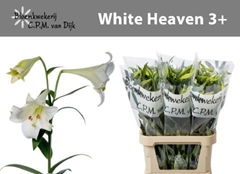 Lily Lf White Heaven 90cm 3+