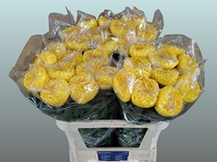 Chrysanth Single Rivalry 80cm 130gr.