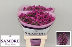 Limonium Sinuatum Rosa Sun Birds 70cm 30gr.
