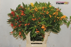 Euphorbia Fulgens Spray Mix 70cm 5cm Hd