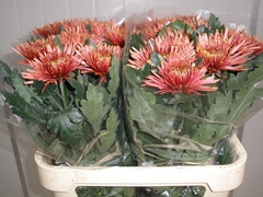 Chrysanth Single Tula Carmella 80cm 65gr.